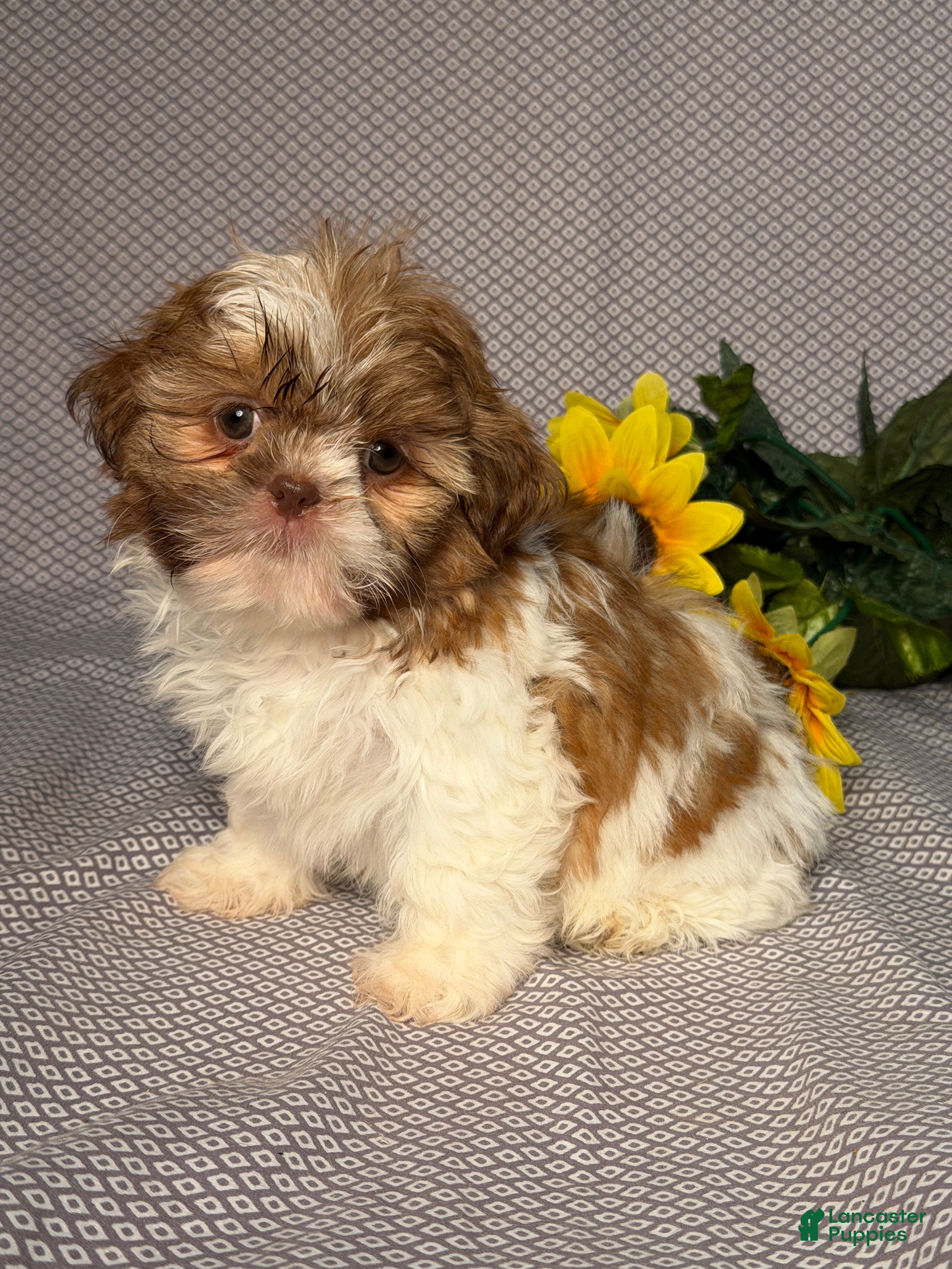 Shih Tzu dogs Emily - Ad 2