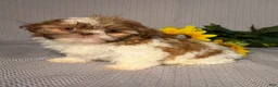 Shih Tzu dogs for sale: Emily - Ad 2