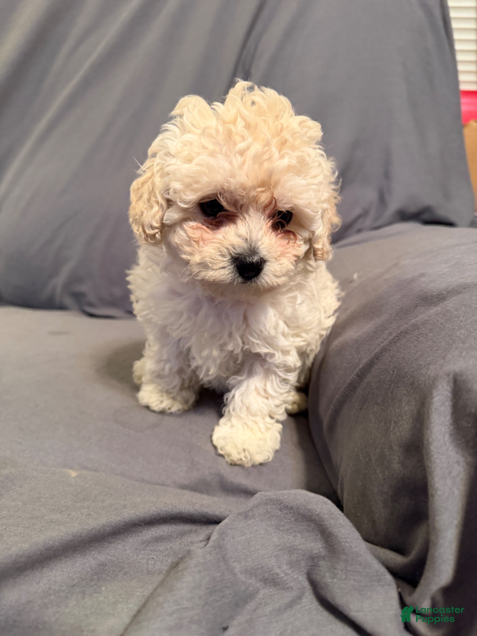 Bichpoo dogs Fifi - Ad 8