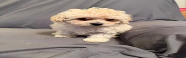 Fifi
