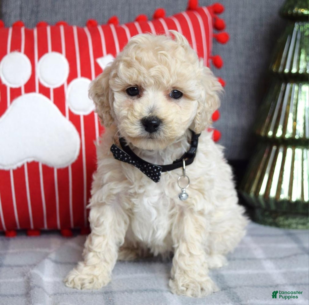 Miniature Poodle dogs for sale: Felix - Ad 6