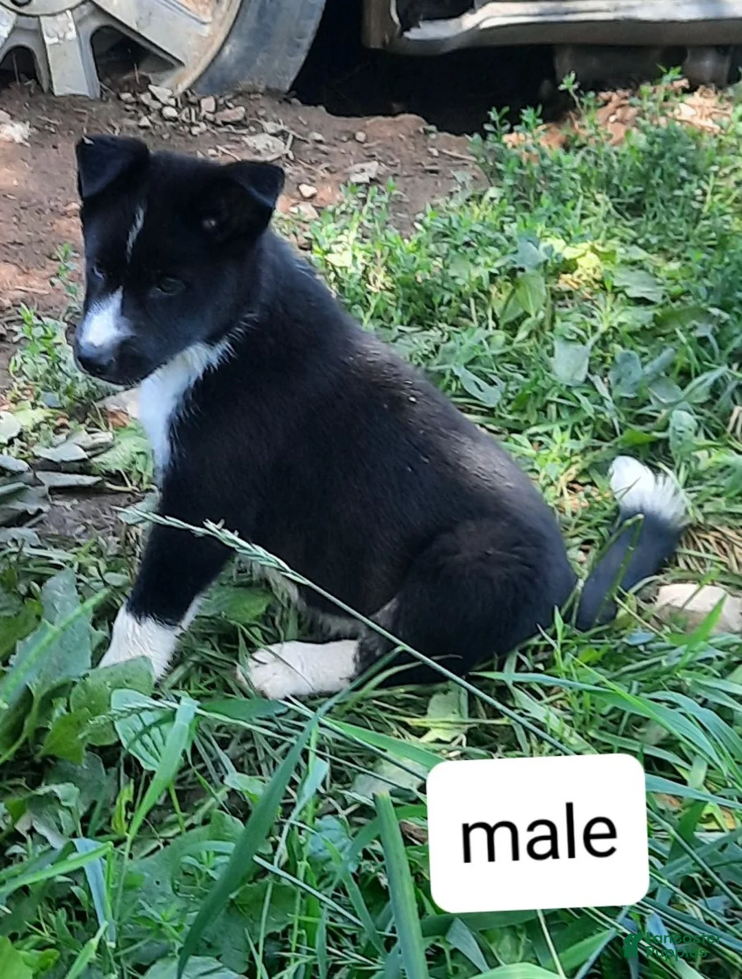 Mixed Breed dogs for sale: Mixed Breed 2 - Ad 1