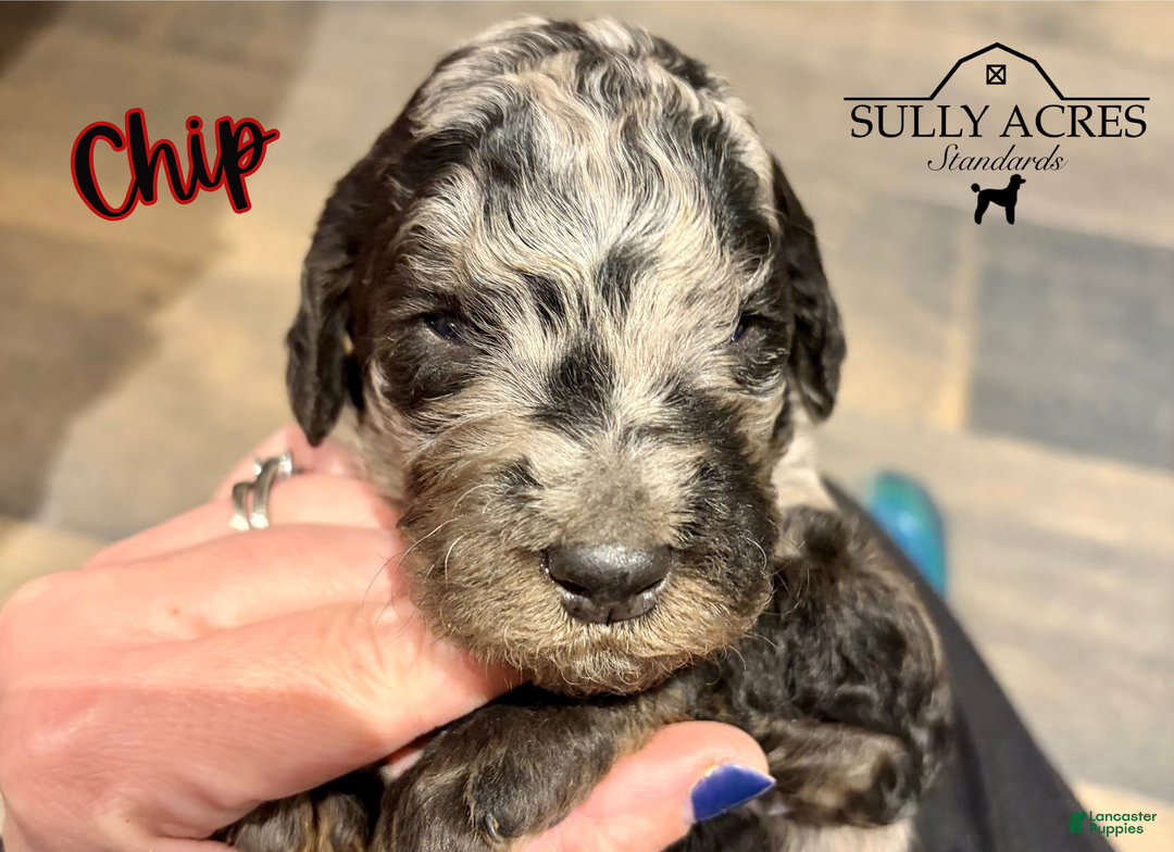 Standard Poodle dogs for sale: Chip - Ad 5