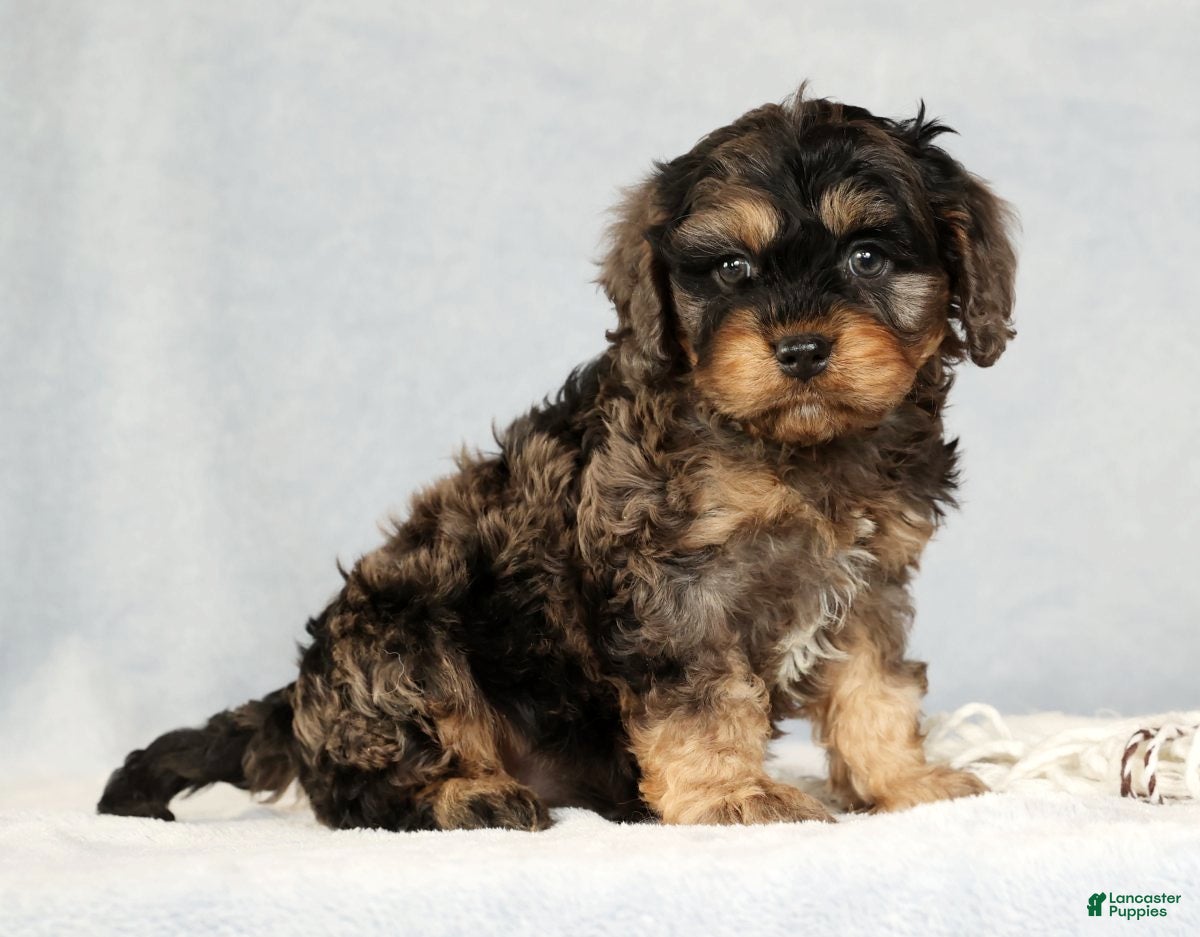 Cavapoo dogs Buck - Ad 38