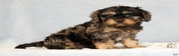 Cavapoo dogs for sale: Buck - Ad 1