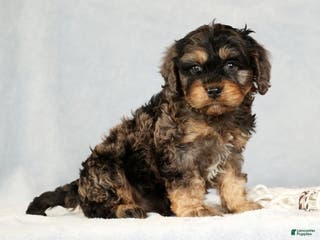 Cavapoo dogs Buck - Ad 38