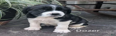 English Springer Spaniel, Dozer