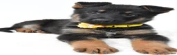 German Shepherd dogs for sale: Layla - Ad 4