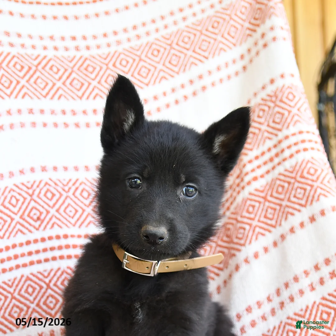 German Shepherd dogs for sale: Luther - Ad 5