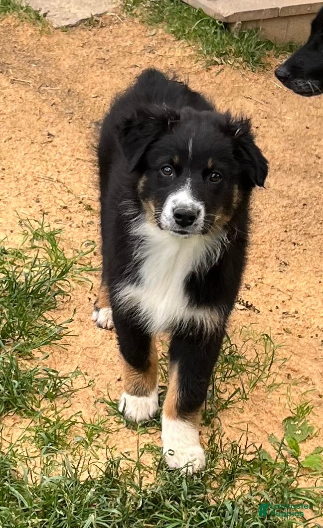 Australian Shepherd dogs Beth  - Ad 27