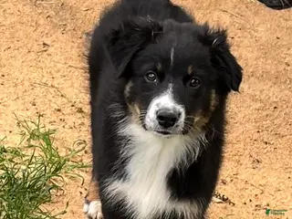 Australian Shepherd dogs Beth - Ad 27