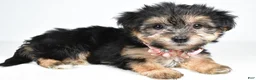 Morkie dogs for sale: Violet - Ad 1