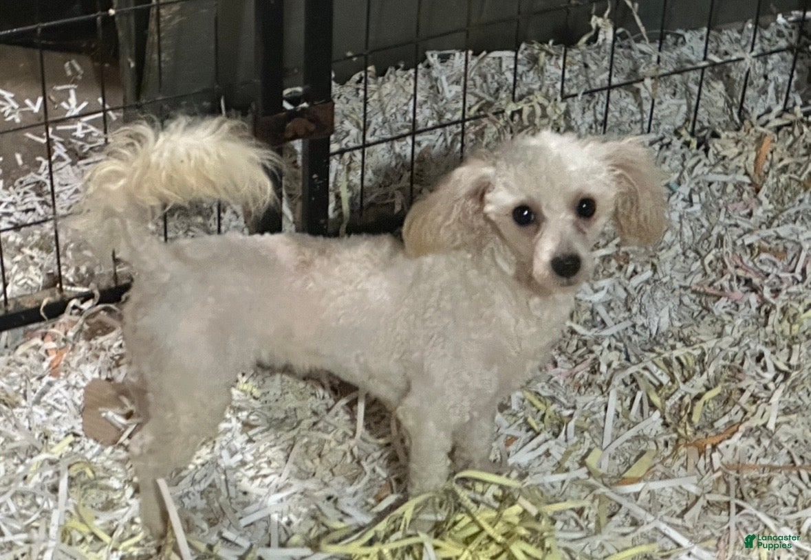 Toy Poodle dogs AKC Winter - Ad 36