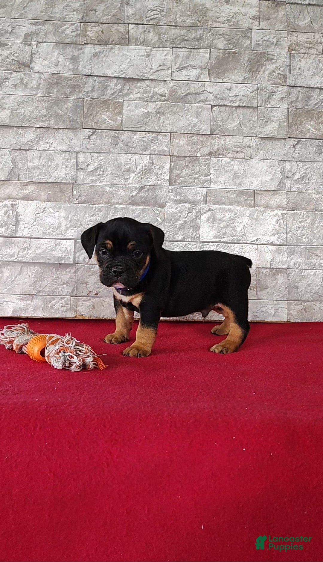 Beabull dogs Ronnie - Ad 2