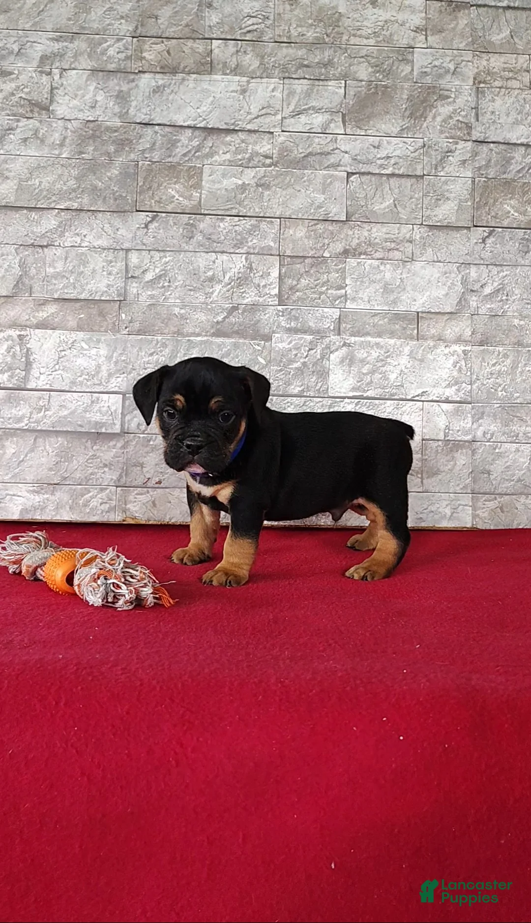 Beabull dogs for sale: Ronnie - Ad 2