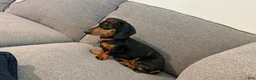 Miniature Dachshund dogs for sale: Miniature Dachshund Puppy 6 - Ad 6