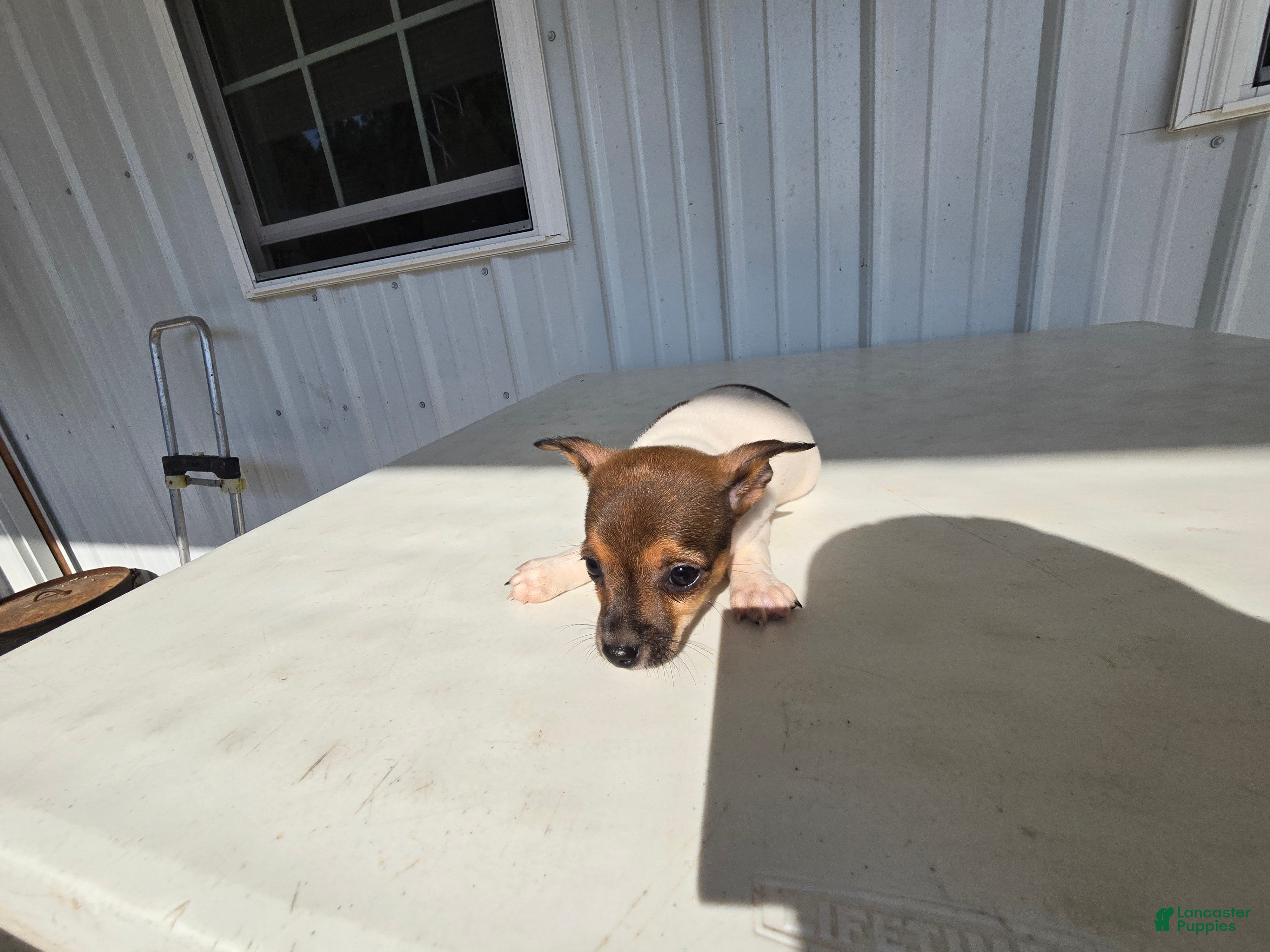 Chihuahua dogs Charlie - Ad 2