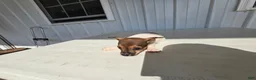 Chihuahua dogs for sale: Charlie - Ad 2
