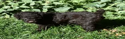 Standard Poodle dogs for sale: Standard Poodle 6 Dark Brown - Ad 5