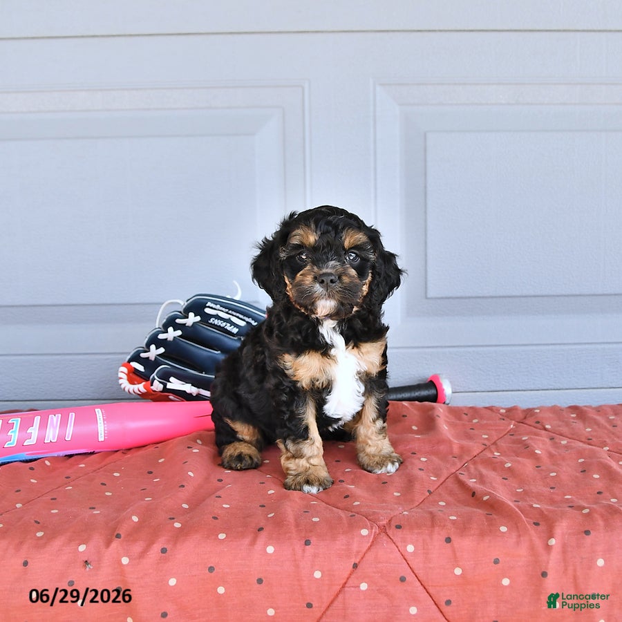 Mixed Breed dogs Vince - Ad 1
