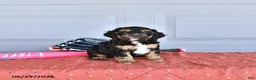 Mixed Breed dogs for sale: Vince - Ad 1