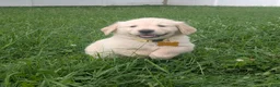 Golden Retriever dogs for sale: Charlie - Ad 4