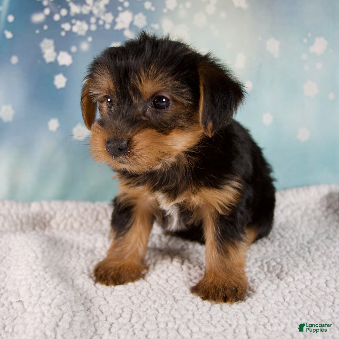 Morkie dogs for sale: Bentley - Ad 2