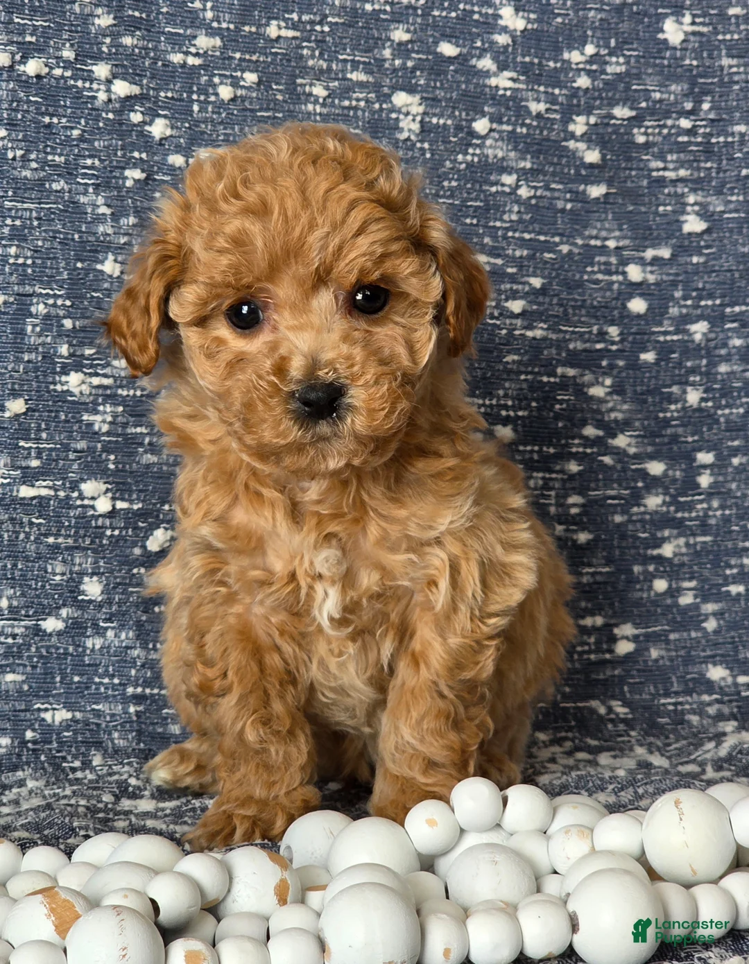 Bichpoo dogs for sale: Minnie - Ad 4