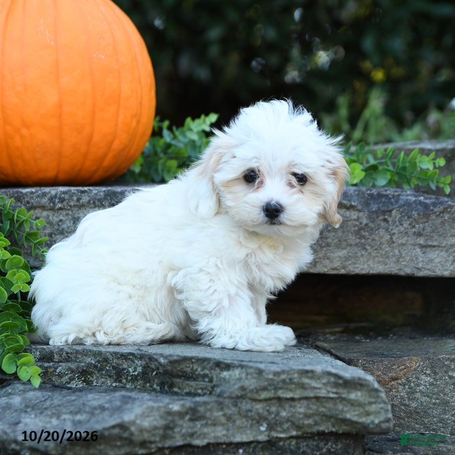 Maltipoo dogs Xochitl - Ad 2