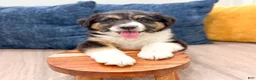 Australian Shepherd dogs for sale: Sandy - Ad 2