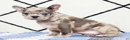 Frenchton dogs for sale: Melody - Ad 3