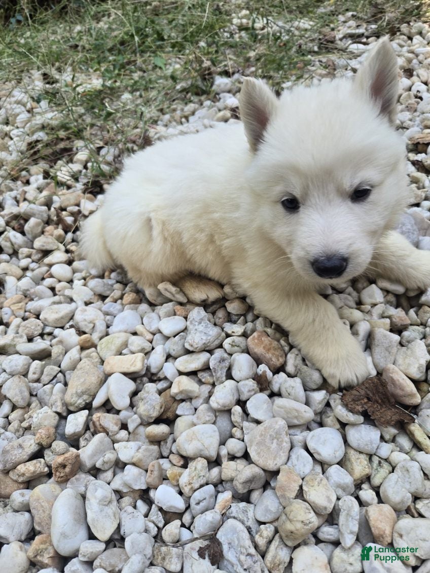 German Shepherd dogs for sale: SnowBall - Ad 2