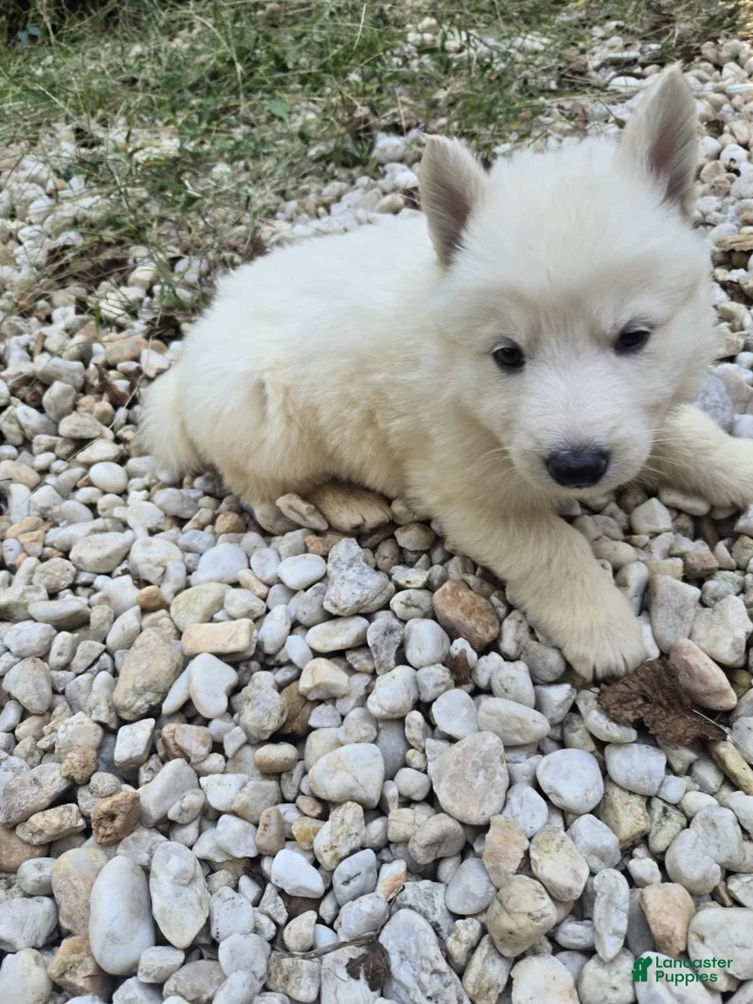 German Shepherd dogs for sale: SnowBall - Ad 2