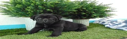 Mixed Breed dogs for sale: Sandra - Ad 6