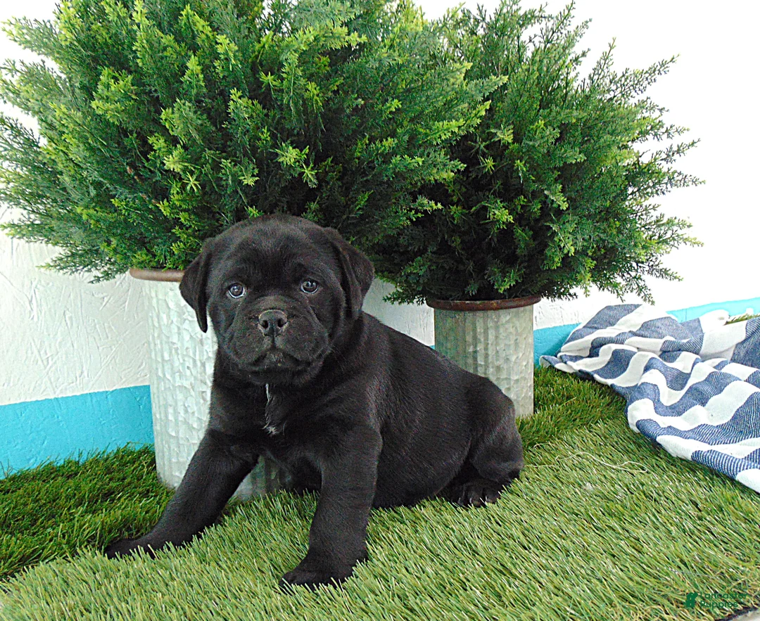 Mixed Breed dogs for sale: Sandra - Ad 6