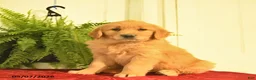 Golden Retriever dogs for sale: Wren  - Ad 2