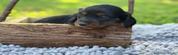 Miniature Dachshund dogs for sale: Black girl - Ad 8