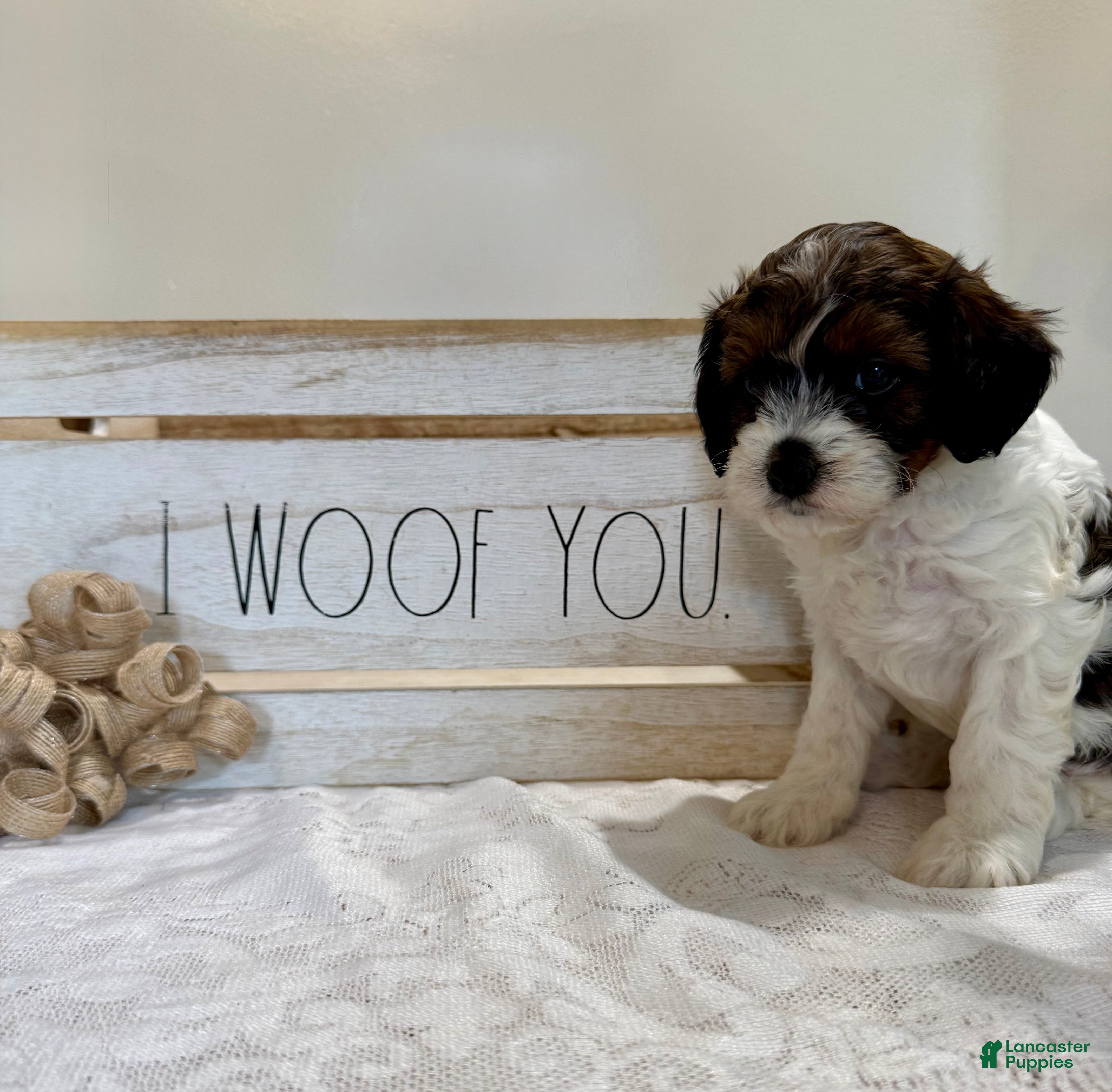 Cavapoo dogs Blueberry Cavapoo  - Ad 2