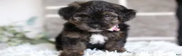 Yorkiepoo dogs for sale: Summer - Ad 4