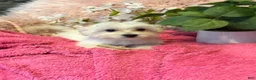 Maltese dogs for sale: Trinity - Ad 1