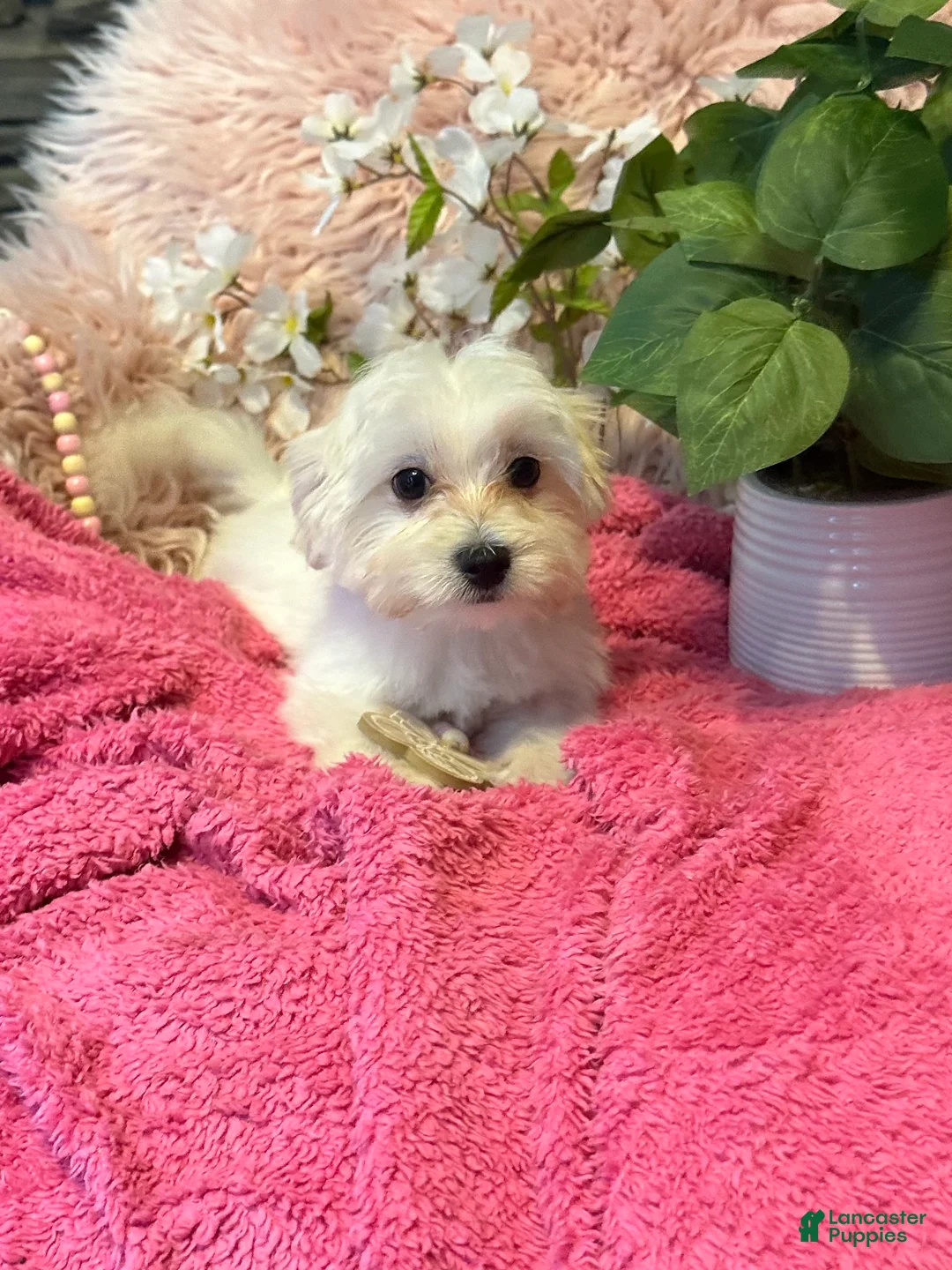 Maltese dogs for sale: Trinity - Ad 1