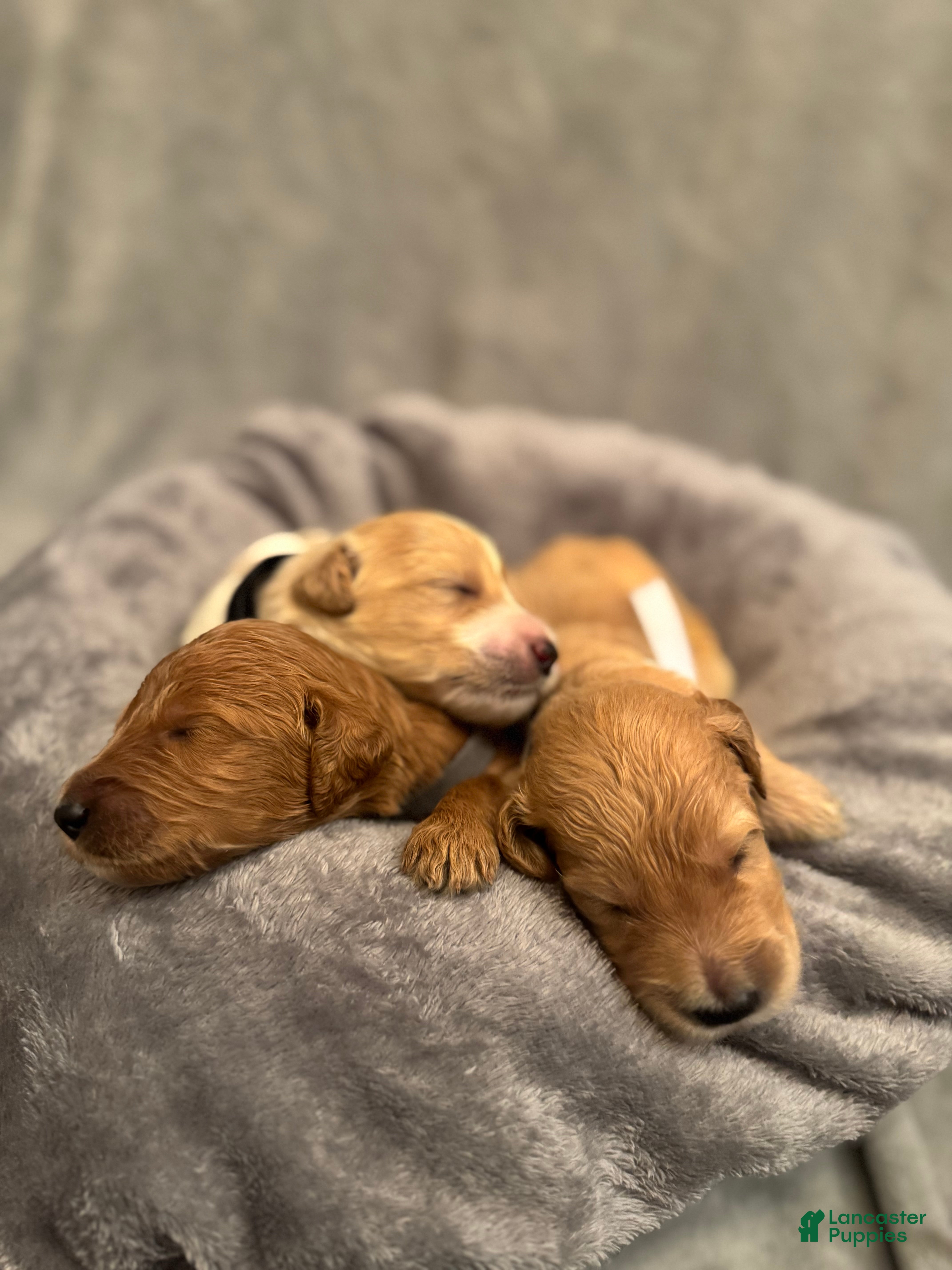 Goldendoodle dogs Goldendoodle Puppy 2 - Ad 23