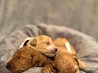 Goldendoodle dogs Goldendoodle Puppy 2 - Ad 42