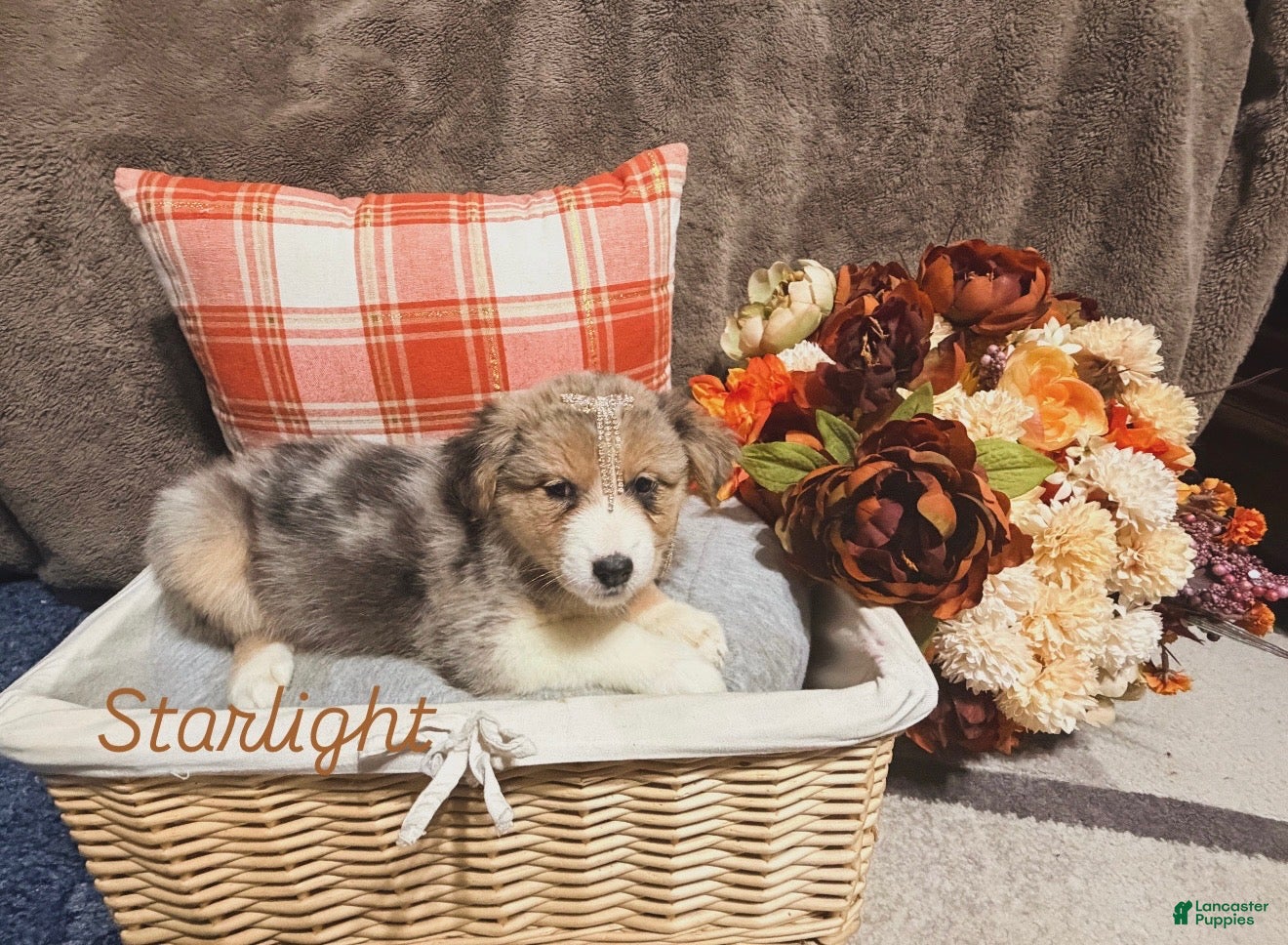 Australian Shepherd dogs for sale: Starlight  - Ad 2