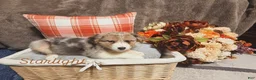 Australian Shepherd dogs for sale: Starlight  - Ad 1