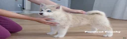 Pomsky dogs for sale: Teddy Tiny Pomsky - Ad 7