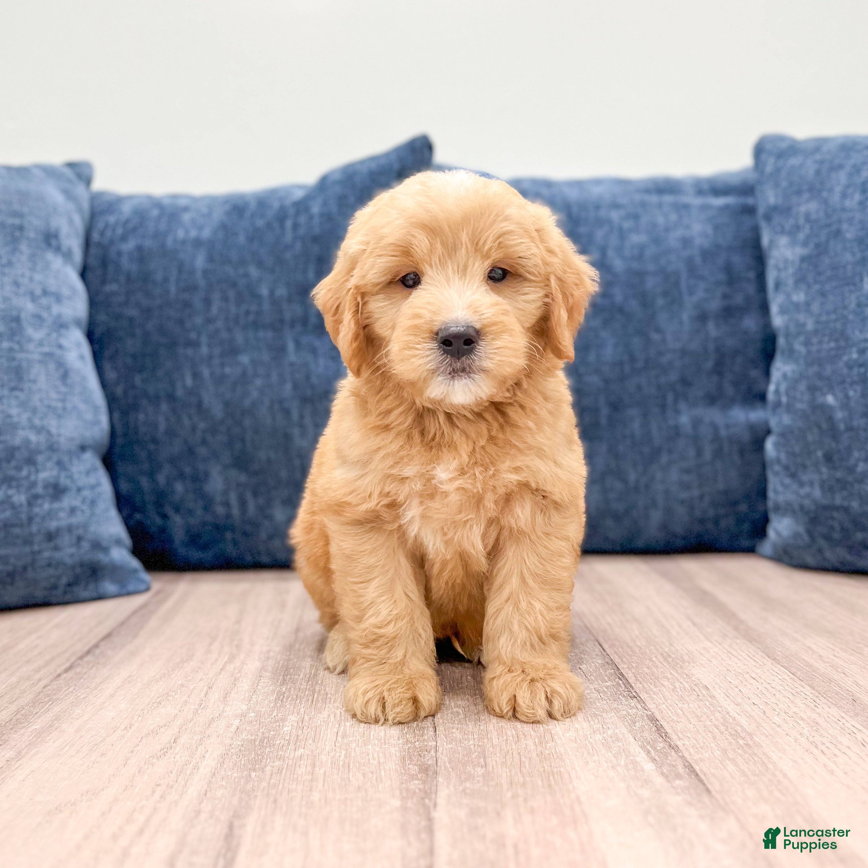 Mini Goldendoodle dogs Lennon - Ad 1