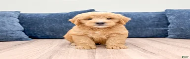 Lennon