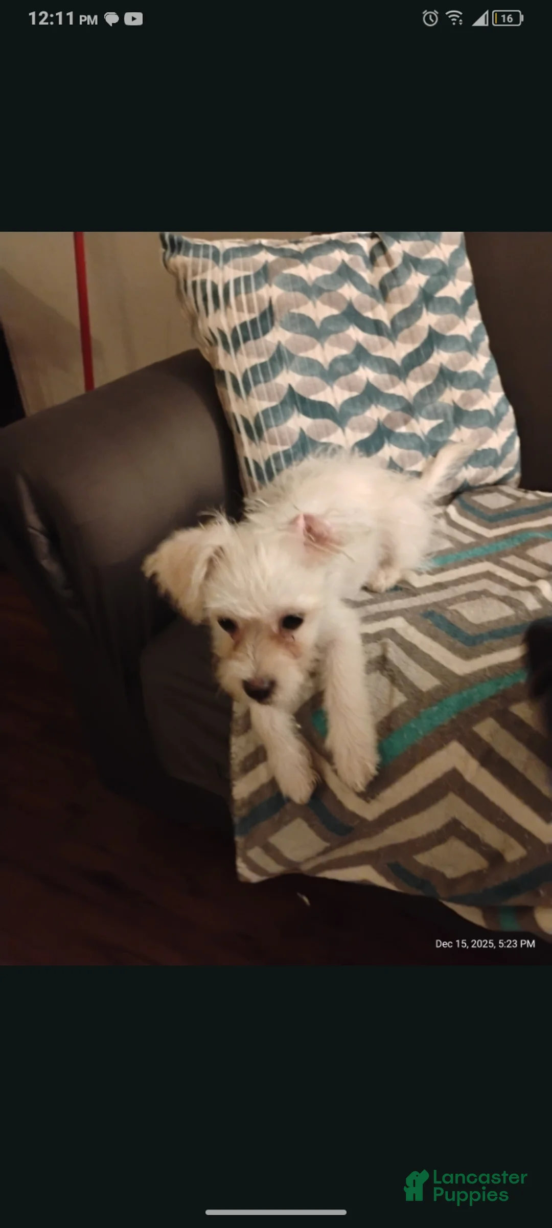 Shorkie dogs for sale: Phebee - Ad 2