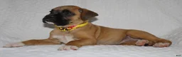 Boxer dogs for sale: bailey - Ad 3